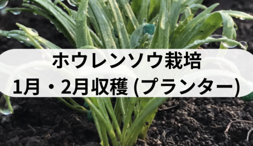 ホウレンソウ栽培（1月・2月収穫）プランター