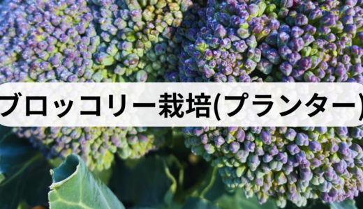 ブロッコリー栽培（9月植え）プランター