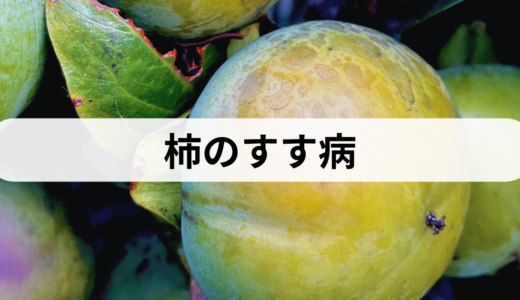 柿の収穫直前に黒くなる原因！すす病の対処法と予防策