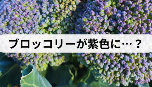 ブロッコリーが紫色に…？