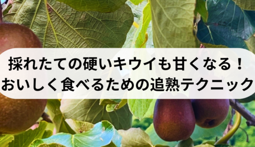 採れたての硬いキウイも甘くなる！おいしく食べるための追熟テクニック